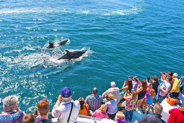 Go on a maritime adventure to see whales and dolphins!