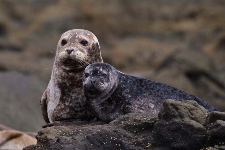 Spot many different kinds of marine species