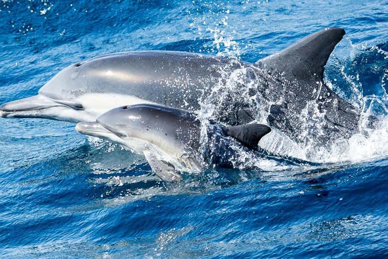 Whale Watching & Dolphin Cruise From Newport Beach, Los Angeles