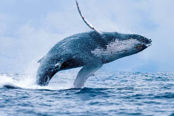 Avistamiento de ballenas en Maui