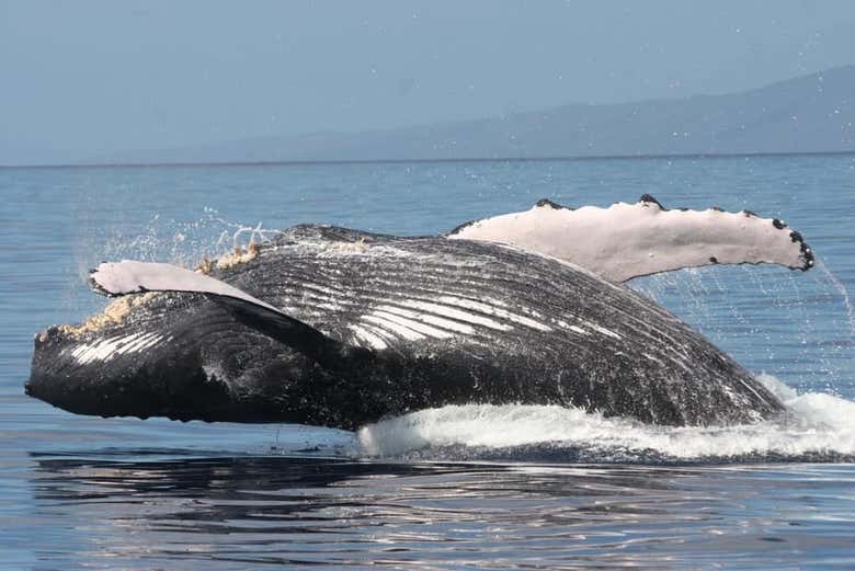 A whale breaching