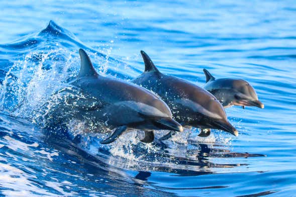 Snorkel y avistamiento de delfines en Lanai