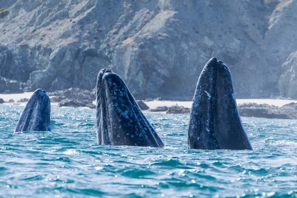 Avistamiento de ballenas en Monterrey