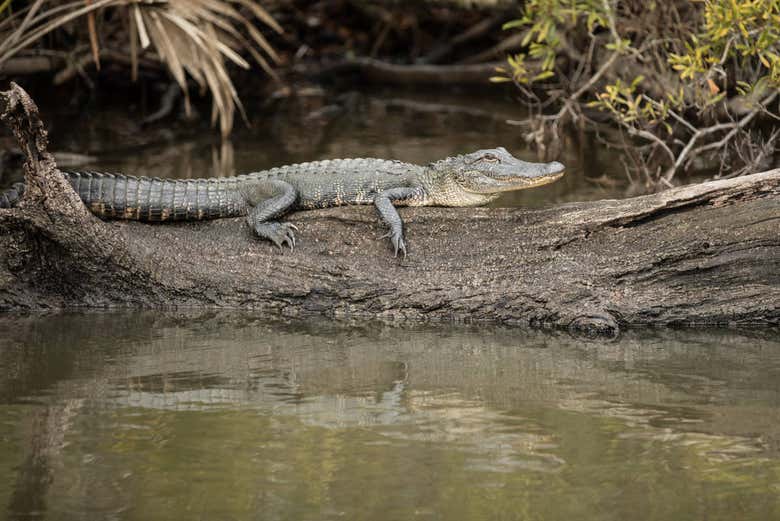 Barataria Preserve Boat Trip from New Orleans - Civitatis.com