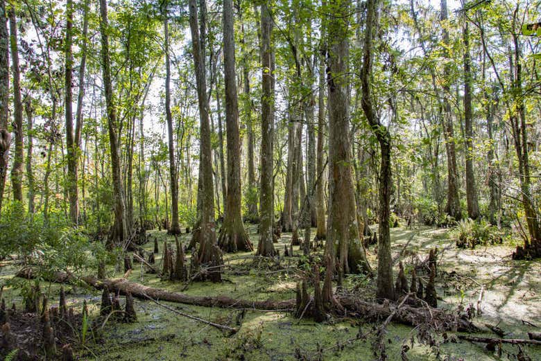 Barataria Preserve Boat Trip from New Orleans - Civitatis.com