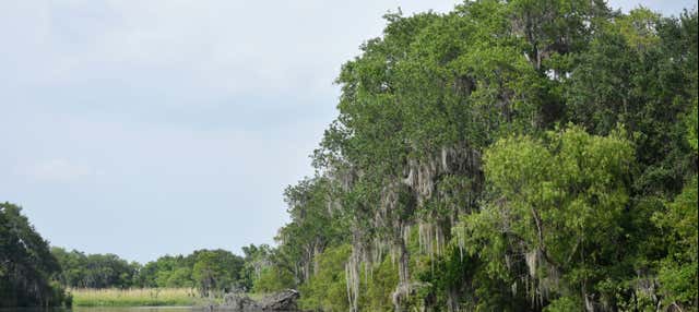 Barataria Preserve Boat Trip from New Orleans - Civitatis.com