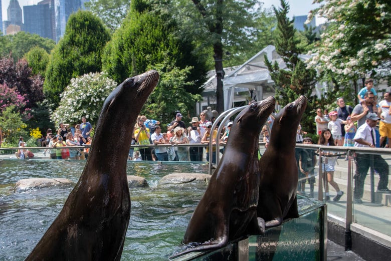 Los leones marinos en el área del jardín central del zoológico