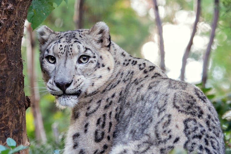 Un ejemplar de leopardo de las nieves