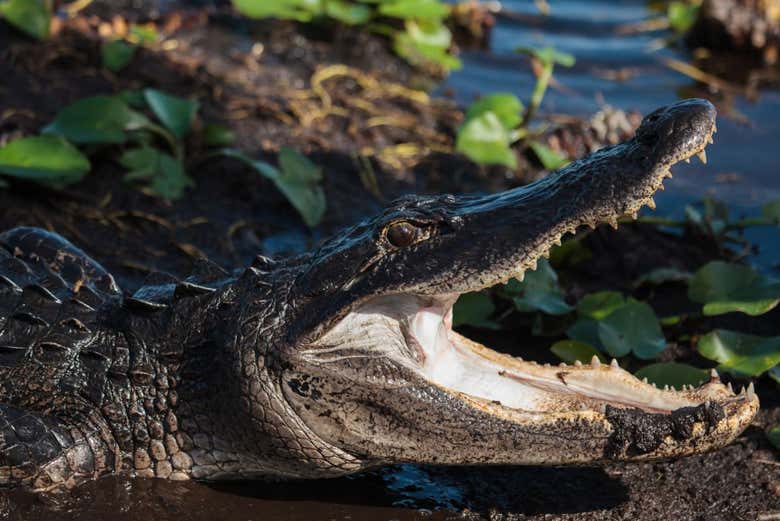 Seeing a crocodile up close!