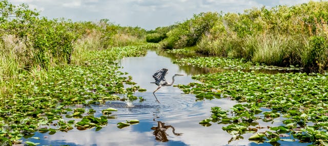 Passeio de airboat pelos Everglades