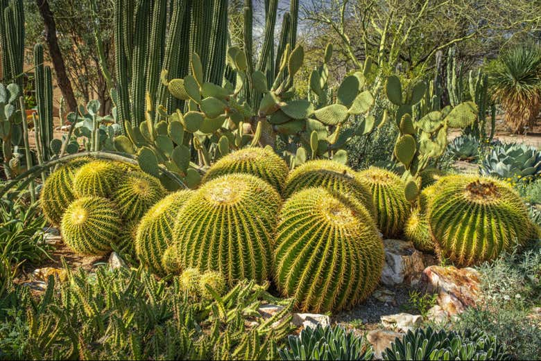 Check out the different types of cactus!