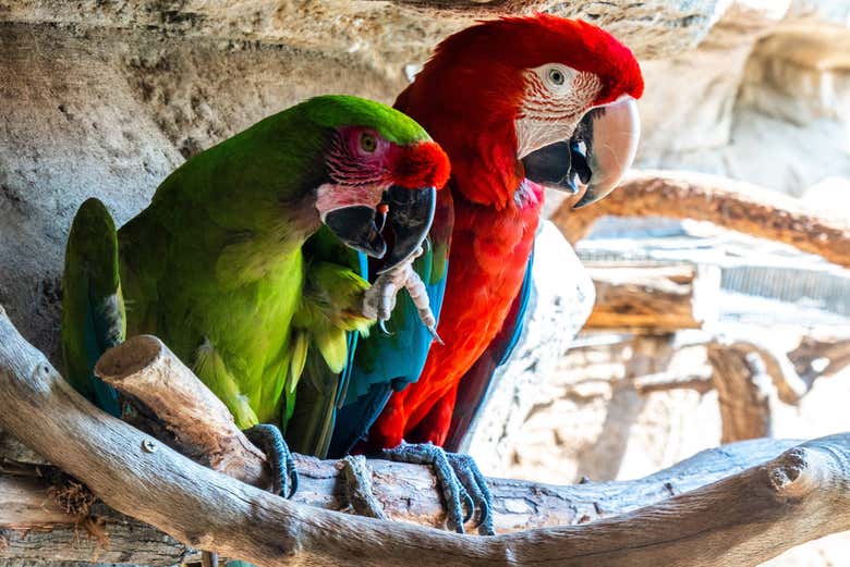 Two parrots at San Antonio Zoo