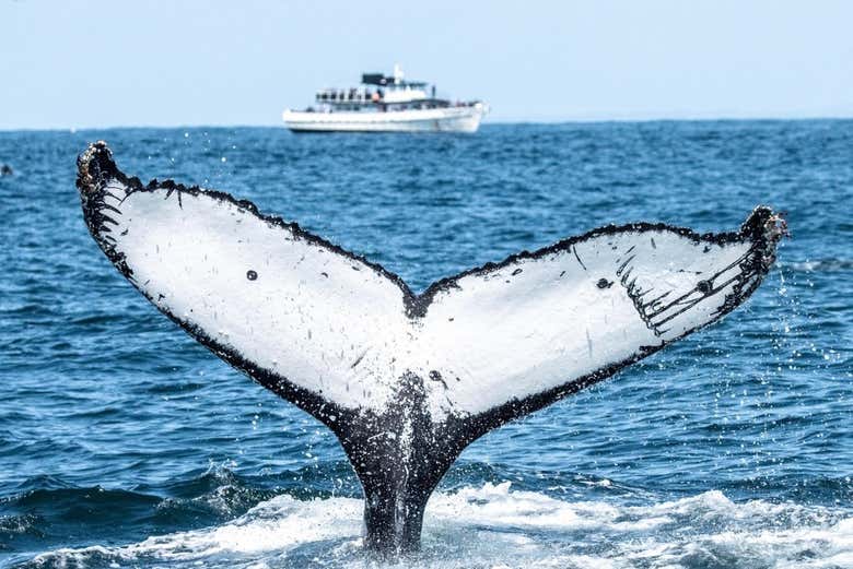 Divisando una ballena en San Diego