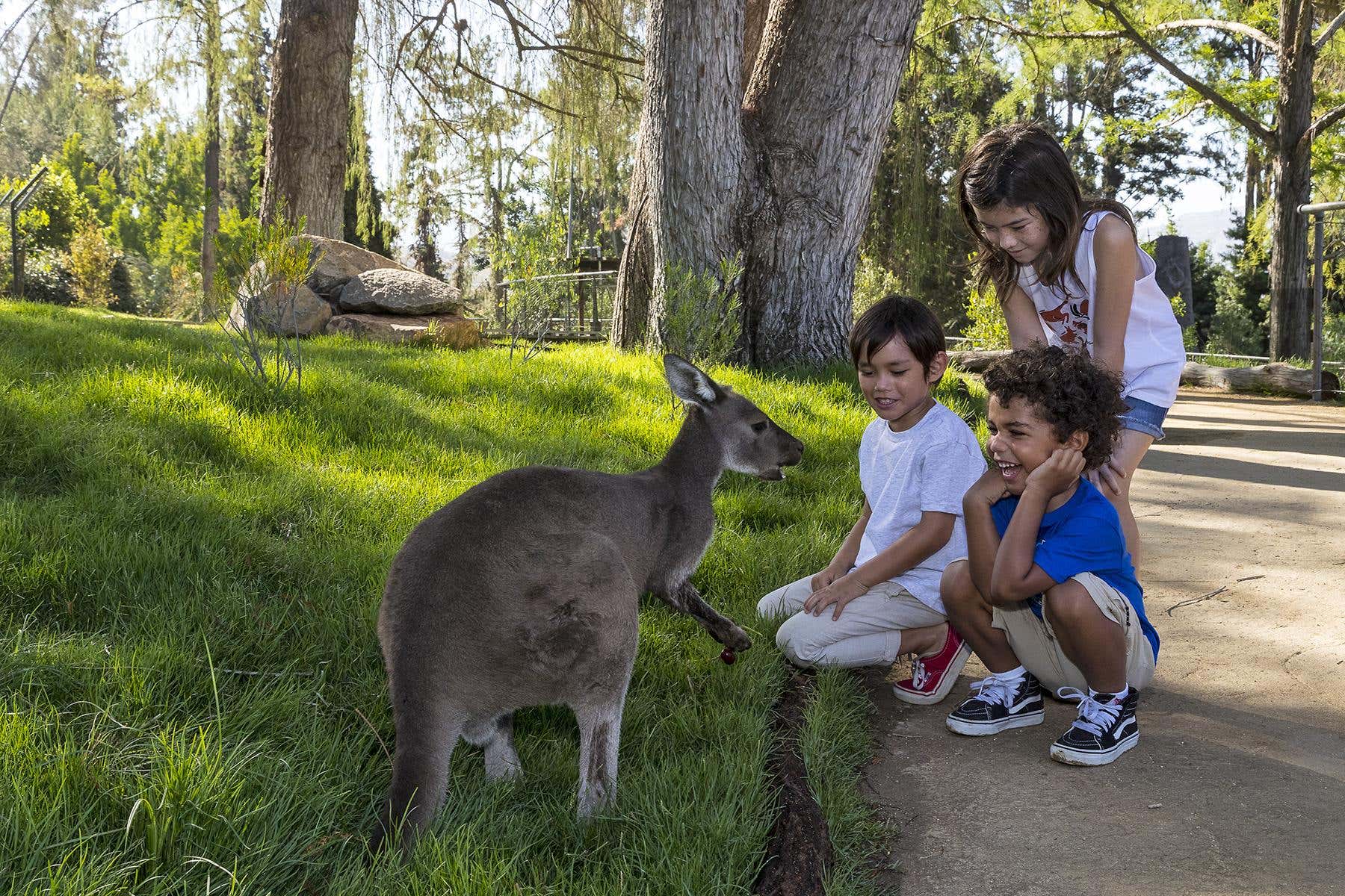 San Diego Zoo Safari Park Ticket - Book Online at Civitatis.com