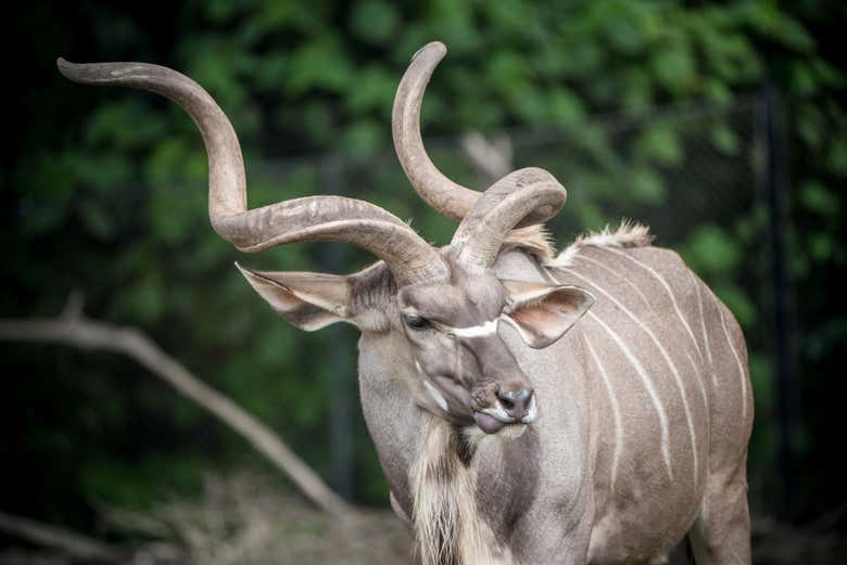 Découverte de la faune au zoo de San Francisco