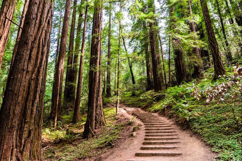 Immerse yourself in the tranquility of Muir Woods