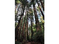 Muir Woods - Parque Nacional al norte San Francisco