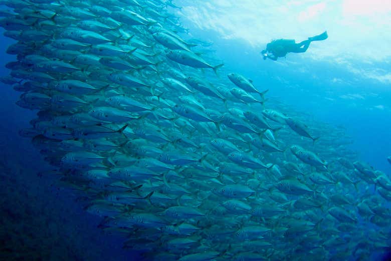 Snorkeling à San Juan