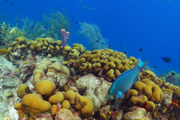 Escambron Beach Snorkeling Tour