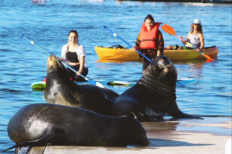 Kayaking with sea lions