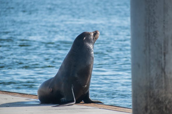 Marina del Rey Kayaking Tour With Sea Lions