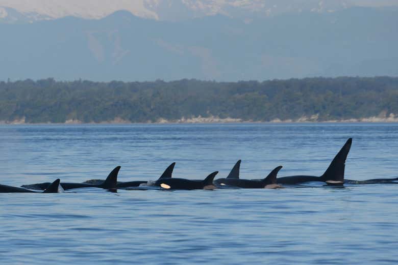 Varios ejemplares de ballenas