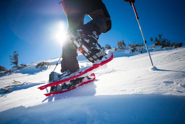 Trek across snowy landscapes