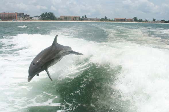 Dolphin Watching in Tampa Bay