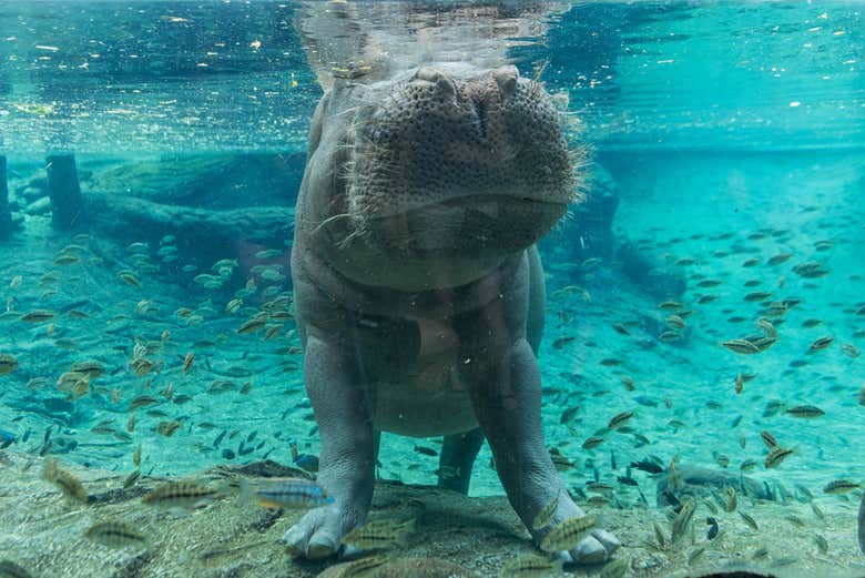 Hippopotamus in the Tampa Zoo