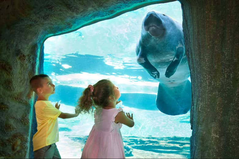 A manatee at ZooTampa