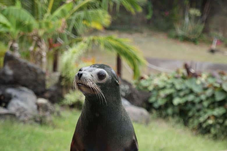 A friendly sea lion