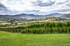 Virginia Wineries Tour