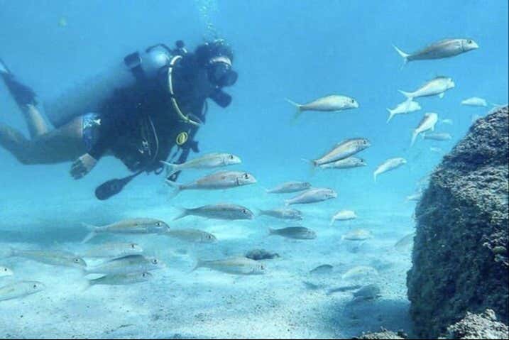 Dive in Florida's sea