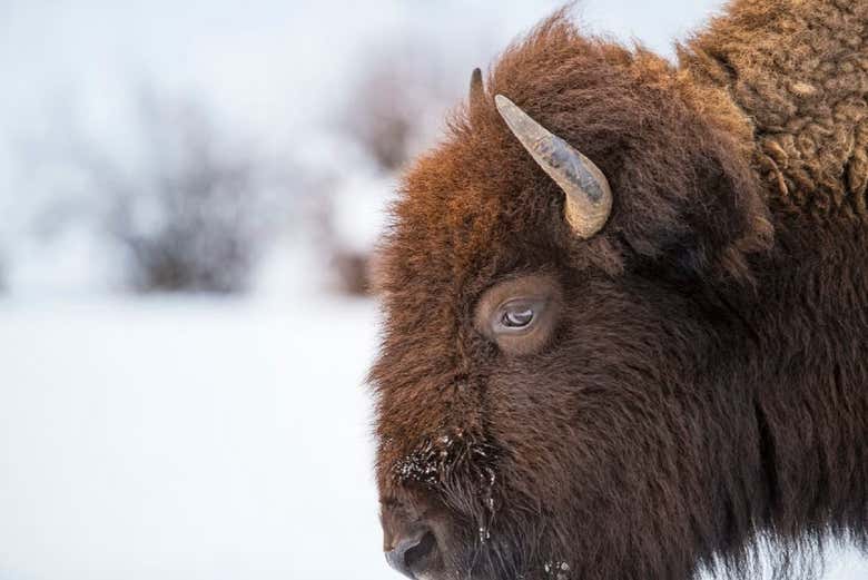 Foto detalle de la cara de un bisonte