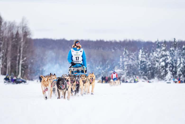 Ride on a husky sled