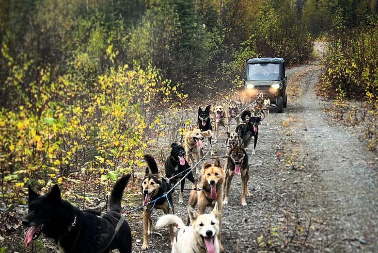 Los perros que nos acompañarán en esta aventura