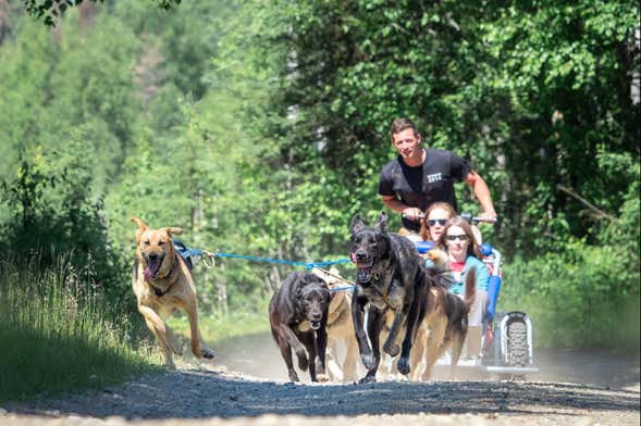 Summer Husky Sledding in Willow