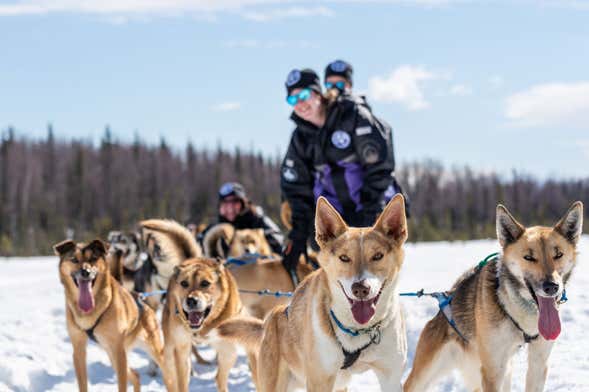 Paseo en trineo de perros husky en invierno