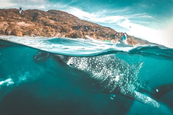 Avistamiento de tiburón ballena en Oslob