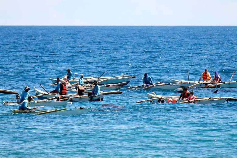 Whale shark watching boat trip in Oslob