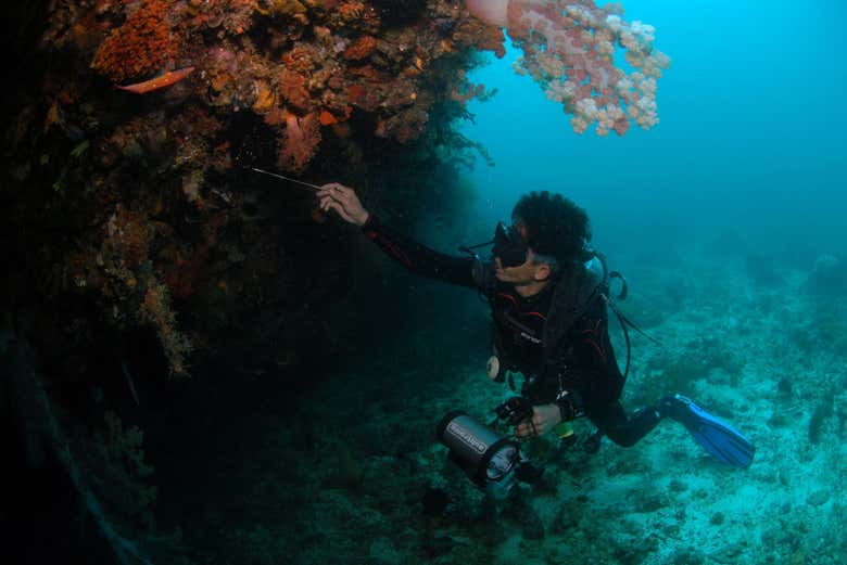 Diving in Malapascua