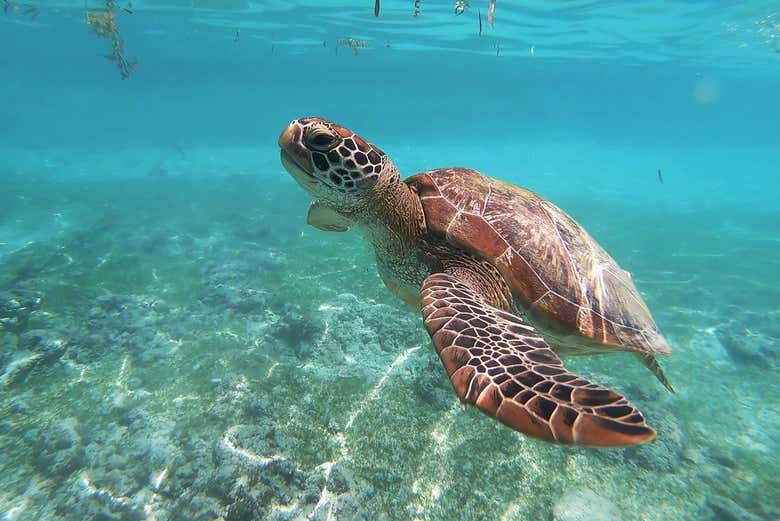 Sea turtle in Moalboal