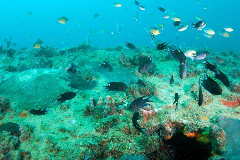 Les fonds marins de Port Barton