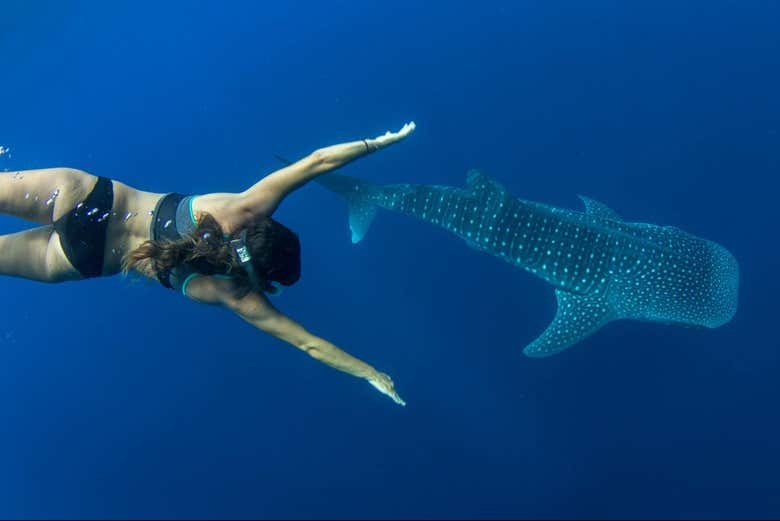 Disfrutando del baño con tiburones ballena