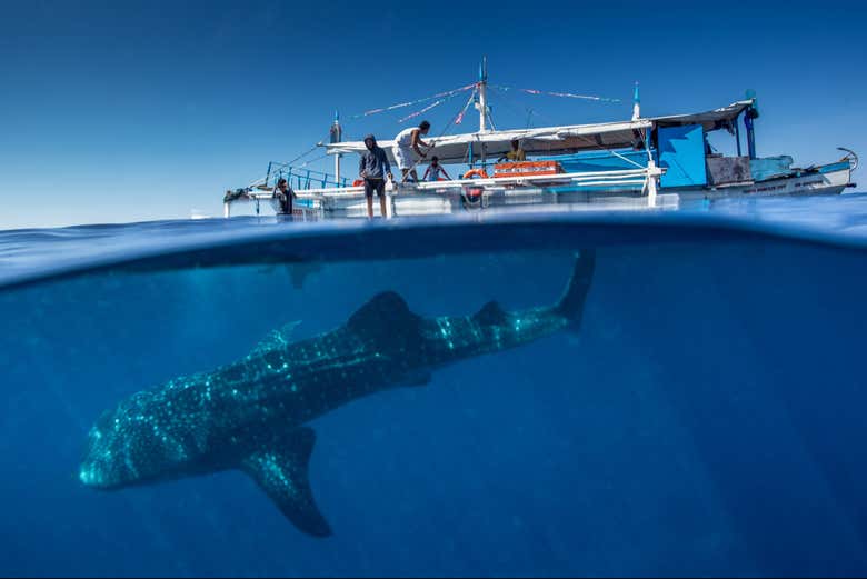 We'll sail close to the whale sharks