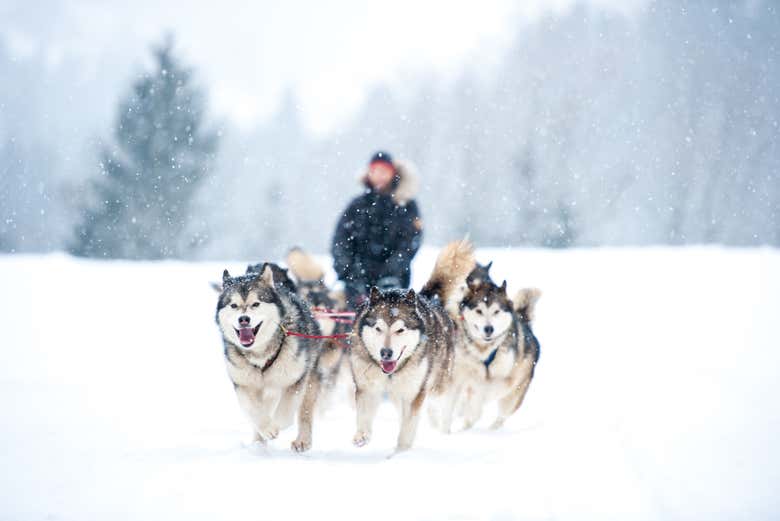 Perros husky en los bosques de Äkäslompolo