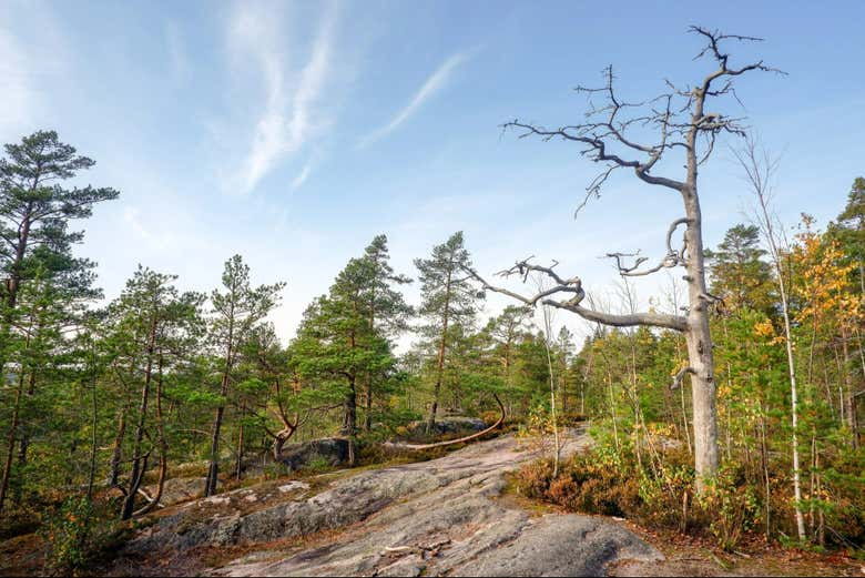 La foresta di Nuuksio