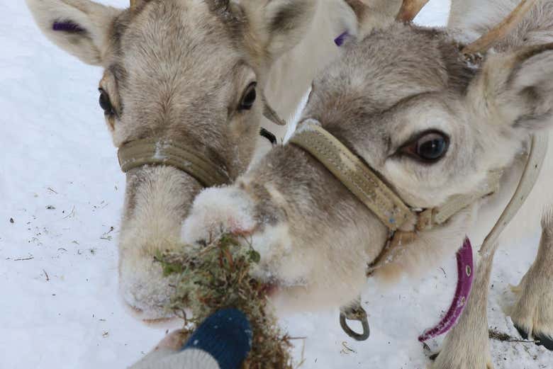 Reindeer Farm Tour From Kittilä - Book Online At Civitatis.com