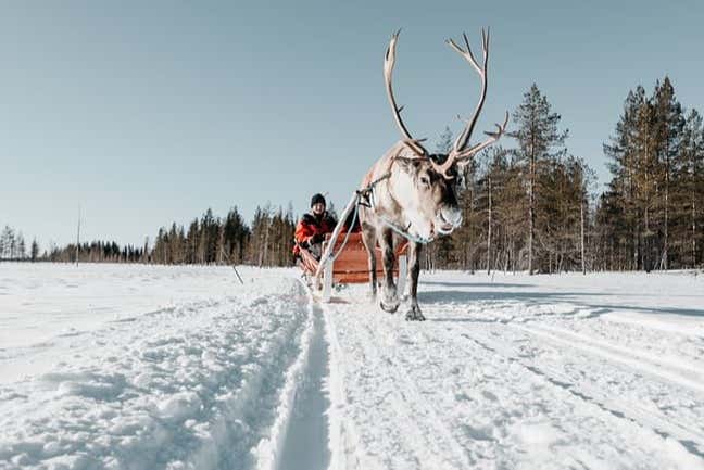 Reindeer pulling a sled