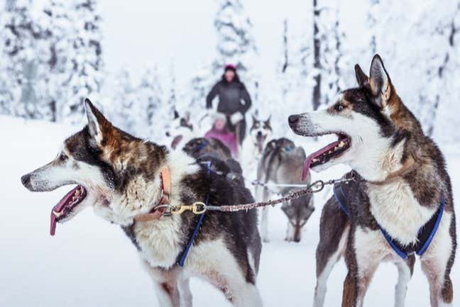 Husky sledding ride